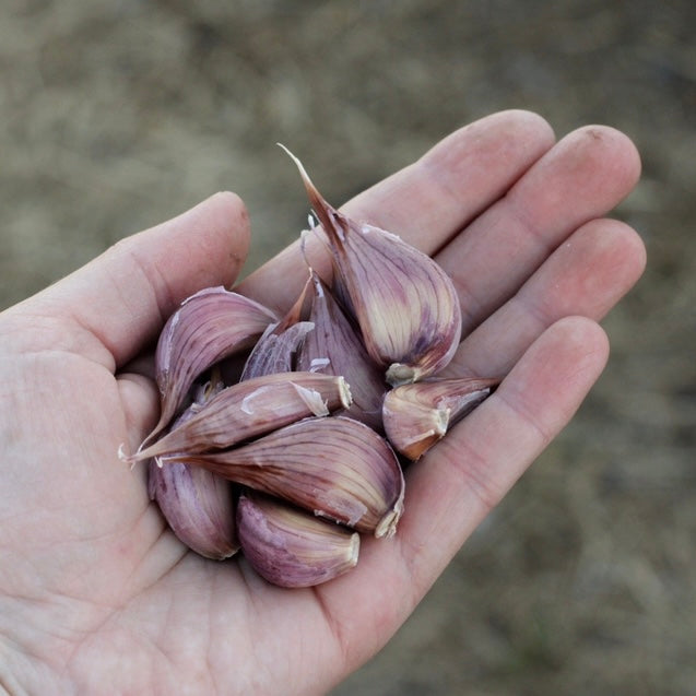 Chesnok Red Seed Garlic