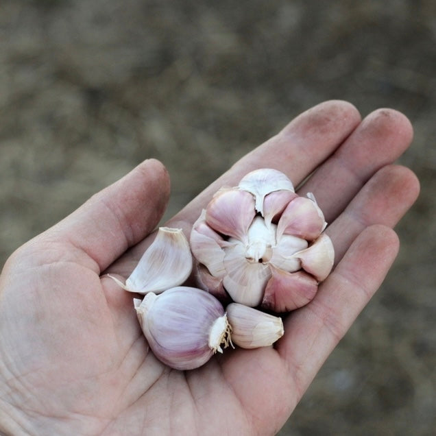 Nootka Rose Seed Garlic