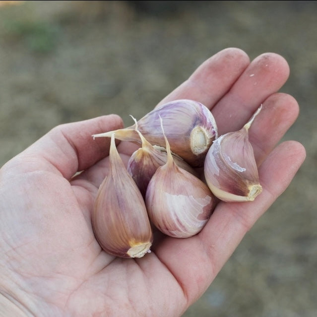 Georgian Crystal Seed Garlic