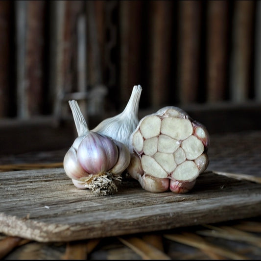 Nootka Rose Culinary / Table Garlic