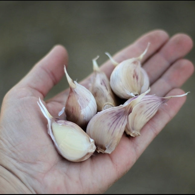 Romanian Red Seed Garlic