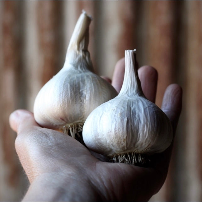 Romanian Red Seed Garlic