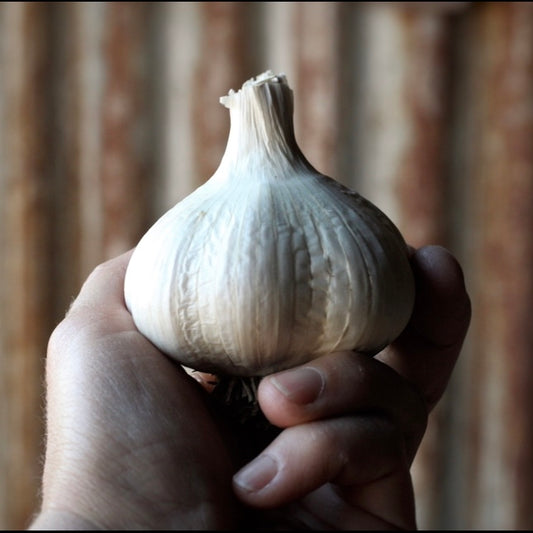 Georgian Crystal Seed Garlic