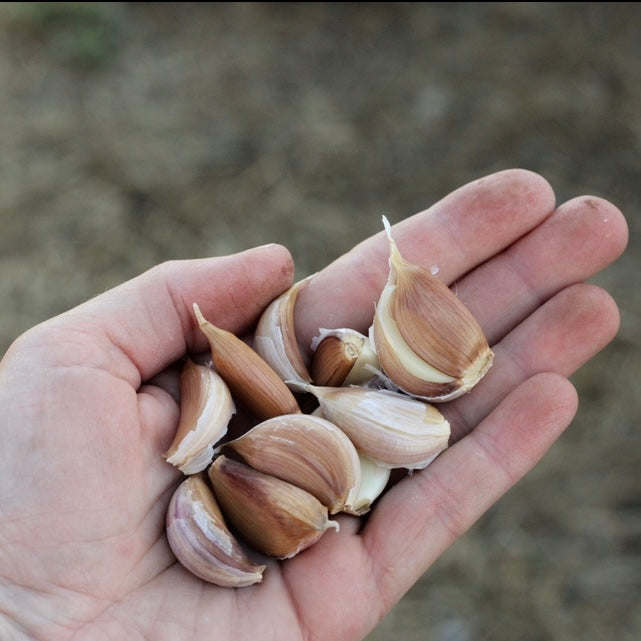 Spanish Roja Seed Garlic