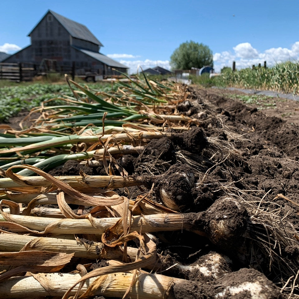 A Mixed Garlic Assortment